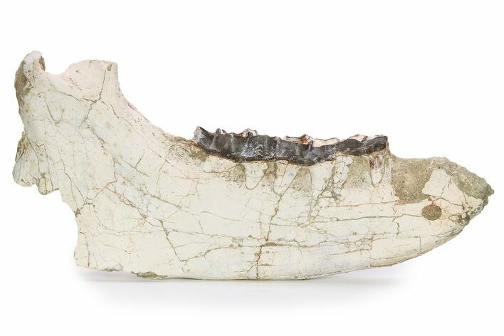 Fossil Titanothere (Megacerops) Mandible - South Dakota #249235